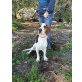 Bobby, Beagle Mix - Rüde