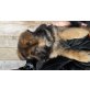 Bobby+Benny+Bonny, Deutscher Schäferhund - Rüde