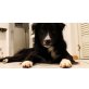 Bobby, Border-Collie - Rüde
