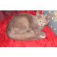 Bobby, Chatreux-Russian Blue - Kater