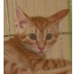Bobby, EKH Mix - Kater