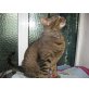 Bobby, Hauskatze - Kater