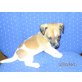 Bobby, Jack Rassel Pinscher Welpen - Rüde