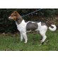 Bobby, Jack Russell Terrier Mischling - Rüde