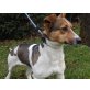 Bobby, Jack Russell Terrier - Rüde