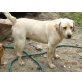 Bobby, Labrador Retriever - Rüde