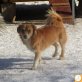 Bobby, Mischling - Rüde