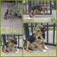 Bobby, Mischling - Rüde