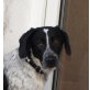Bobby, Münsterländer Mix - Rüde