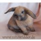 Bobby, Niederländische Zwergwidder - männlich