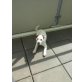 Bobby , Parson-Russell-Terrier Welpen - Rüde