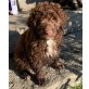Bobby, Perro de Agua Espanol Welpen - Rüde