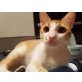 Bobby, Pflegestelle in Plankstadt - Kater