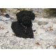 Bobby, Pudel-Puli-Mix  - Rüde
