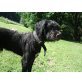Bobby, Riesenschnauzermix - Rüde