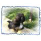 Bobby, Shih-Tzu Yorkshire-Welpen - Rüde