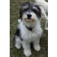 Bobby, Terrier mit ein wenig Bobtail - Rüde