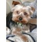 Bobby, Yorkshire Terrier - Rüde