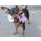 Bobby, Zwergpinscher - Rüde