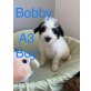 Bobby, lieber Mischlingsbub Welpen - Rüde