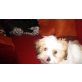 Bobby, malteser-shi tzu mix - Rüde