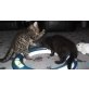 Bobby und Susi, Hauskatze - Kater