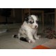 Bobby vom Schloss Zwölfaxing, Australian Shepherd Dog Welpen - Rüde