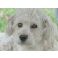 Bobi, Puli-Mix - Rüde