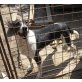 Bobi, neugieriger Hundemann - Rüde