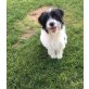 Bobi sucht neues Zuhause - Rüde