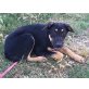 Bobito, Hübscher Bobito sucht Familie zum Kuscheln Welpen - Rüde