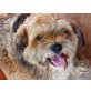 Bobo, Lhasa Apso - Rüde