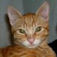 Bobo, roter - Kater