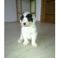 Bobtail, 3/4 Bobtail Welpen - Hündin