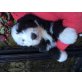 Bobtail-Bernersennen-BeardedCollie-Mischlings - Hündin