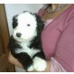 Bobtail-Bernersennen-BeardedCollie-Mix-Welpen Welpen - Rüde