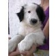 Bobtail-BorderCollie-Riesenschnauzer Welpen - Rüde