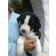 Bobtail-BorderCollie Welpen - Rüde