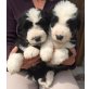 Bobtail-Bordercollie Welpen - Hündin