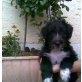 Bobtail-Schnauzer-BorderCollie-Mischlingswelp - Rüde