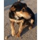 Boby, Terrier Mix - Rüde