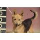 Boby, lieber Familienhund - Rüde