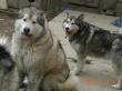 Boccner und Cio, Alaskan Malamute - Rüde
