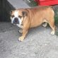Bodka ist eine interessierte Hündin, Englische Bulldogge - Hündin