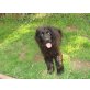 Bodo, Armes Neufundländer/Goldimixbaby sucht..... Welpen - Rüde
