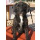 Bodrik, Schnauzer-Labrador-Mix - Rüde