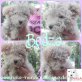 Bodza, Puli-Mix Welpen - Hündin