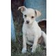 BÖBI - süßes, Chihuahua-Mischlingsmädchen, PFLEGESTELLE Eisenstadt Welpen - Hündin