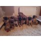 Boerboel Welpen - Rüde