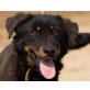Bogar, Labrador ? - Rüde